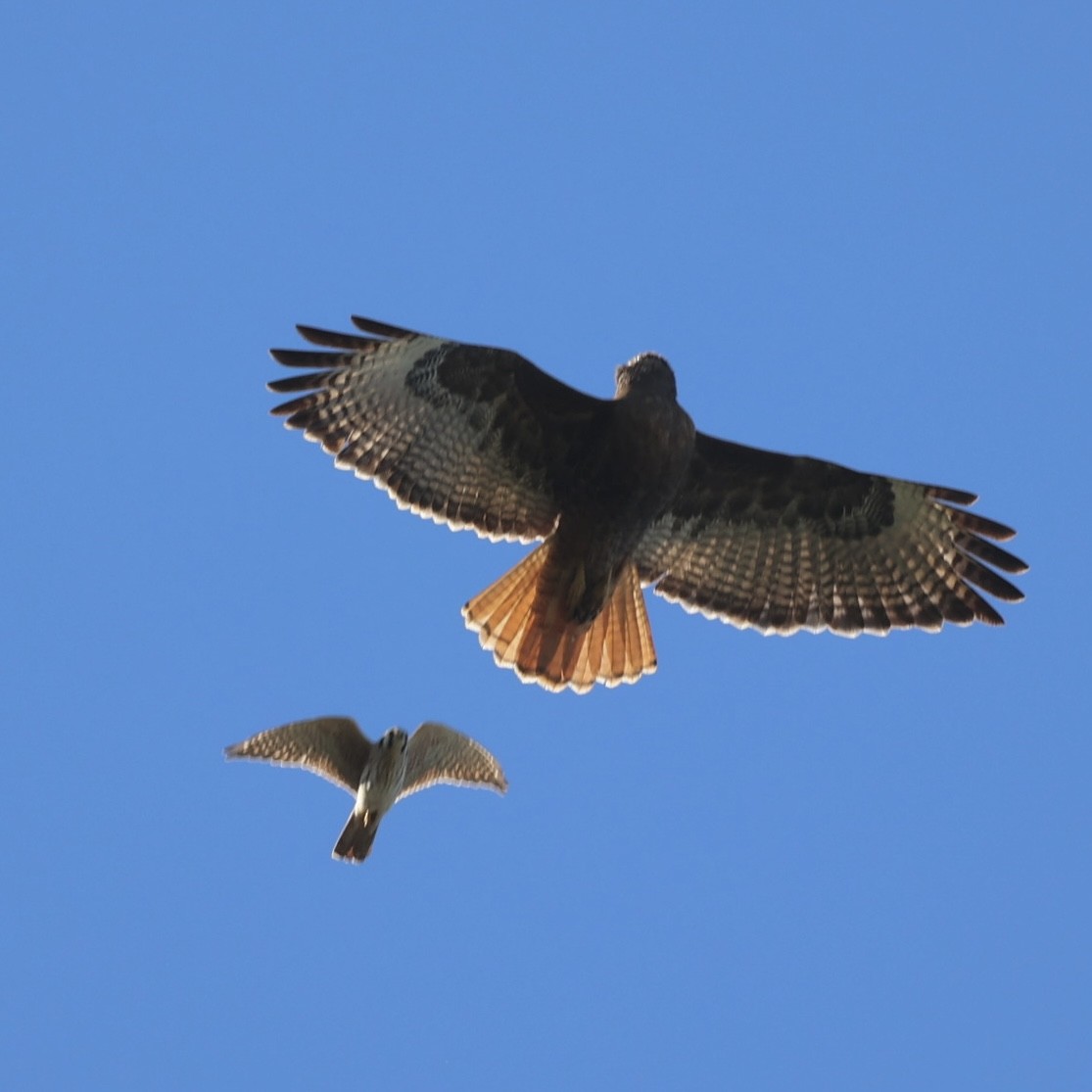 Red-tailed Hawk - ML646883309