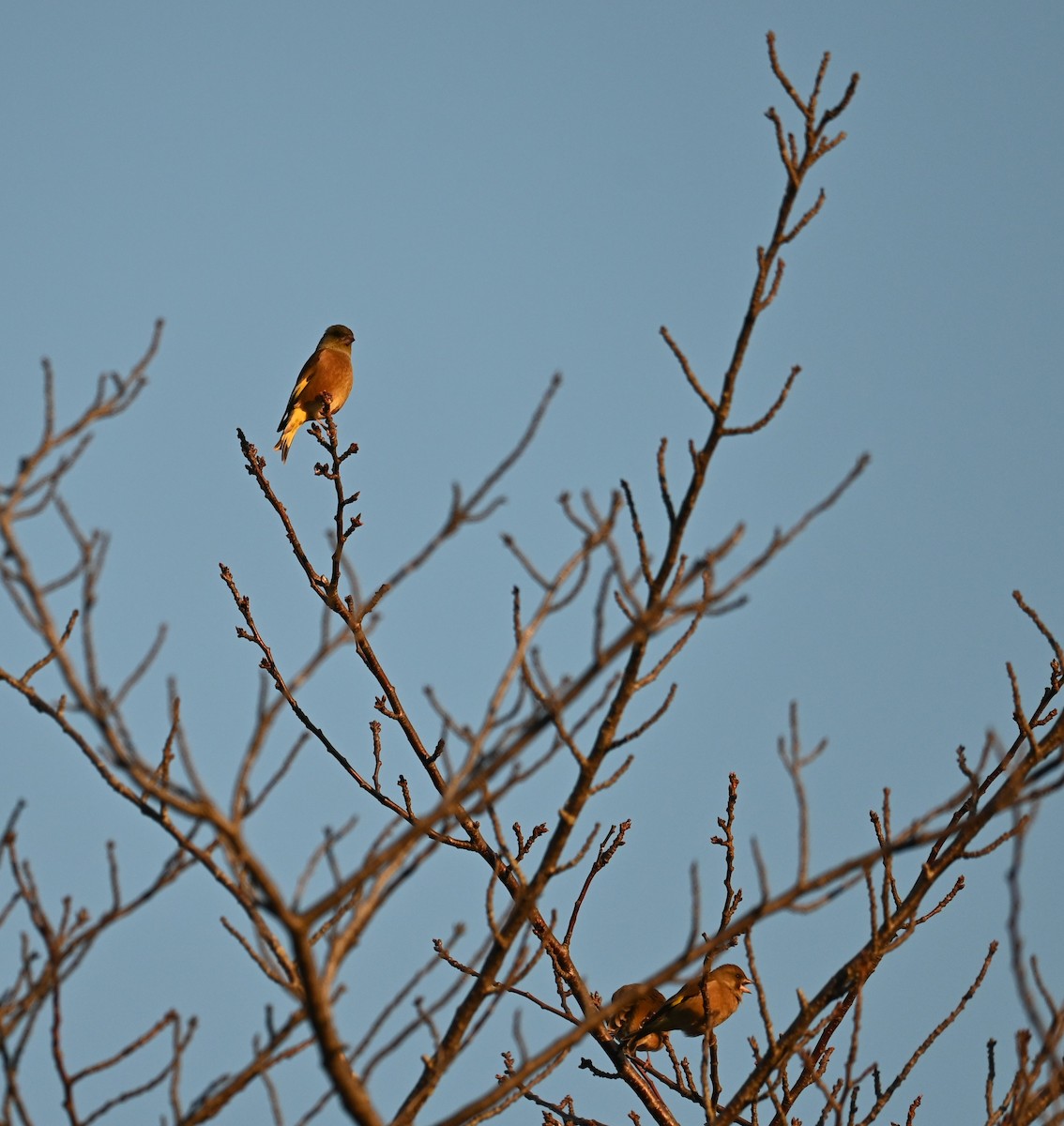 Daurian Redstart - ML646883311