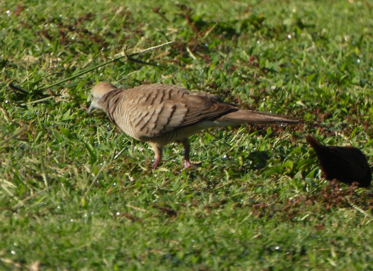Zebra Dove - ML646883313