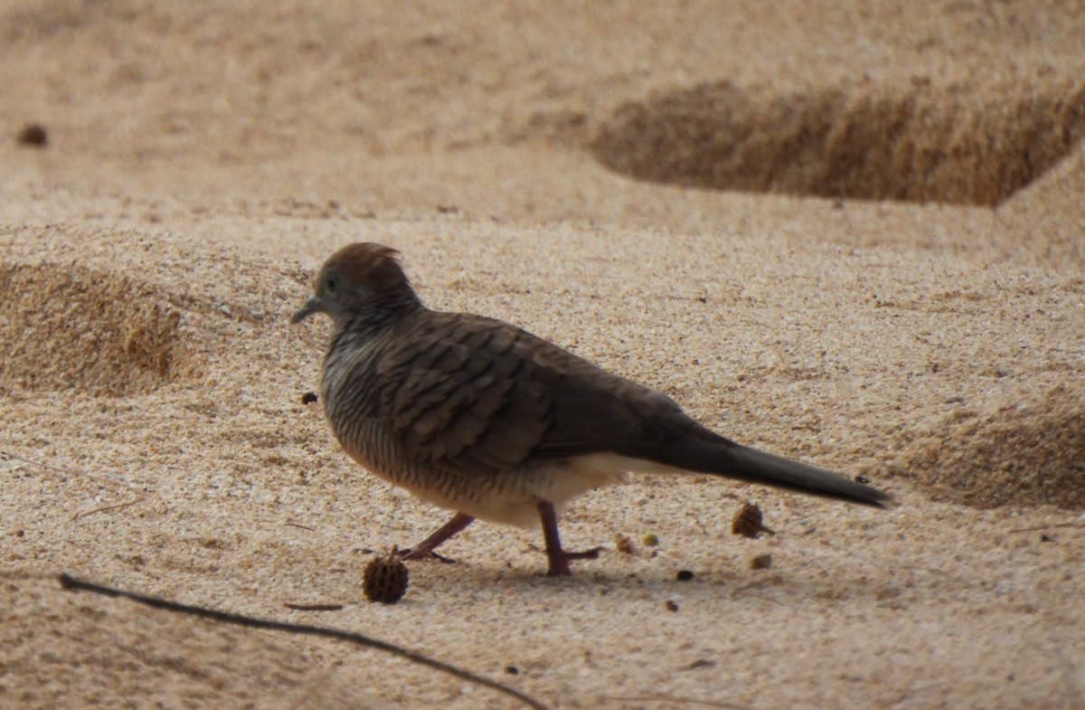 Zebra Dove - ML646883314