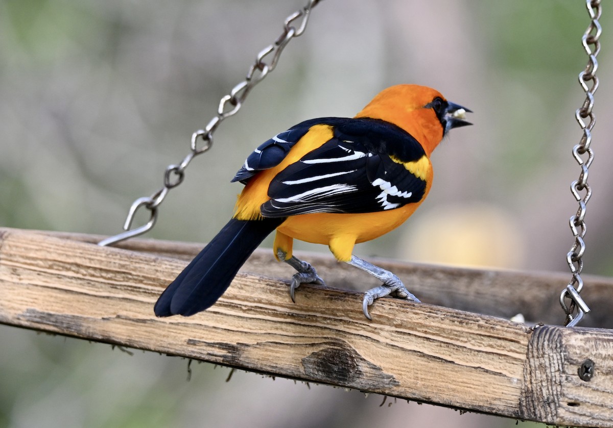 Altamira Oriole - ML646883315