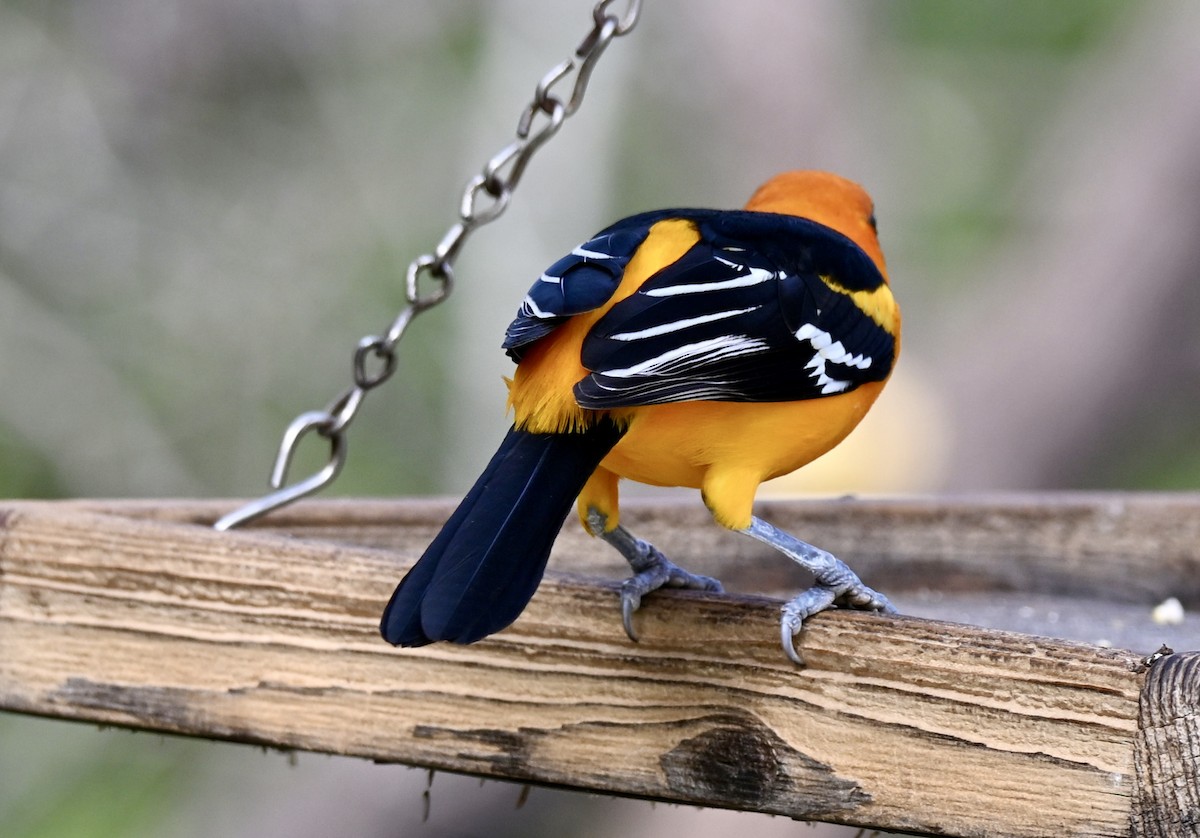 Altamira Oriole - ML646883316