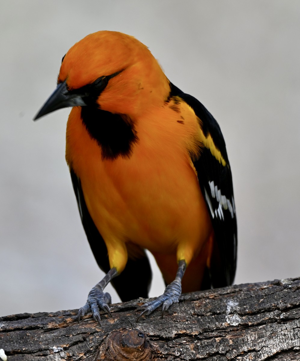 Altamira Oriole - ML646883317