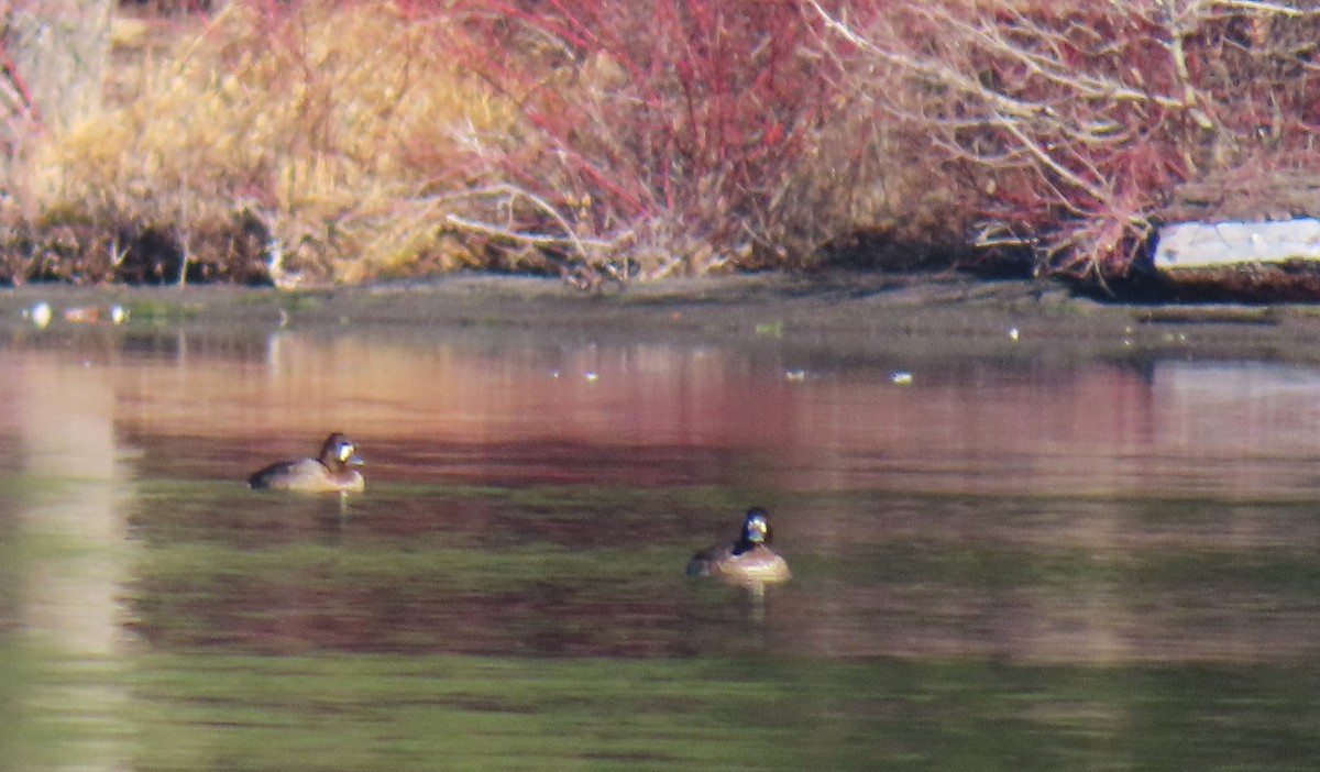 Porrón Bastardo - ML646883318