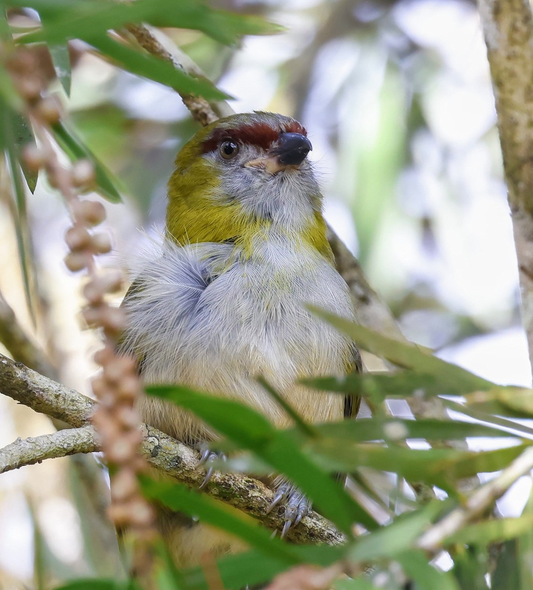 Kara Gagalı Koca Vireo - ML646883323