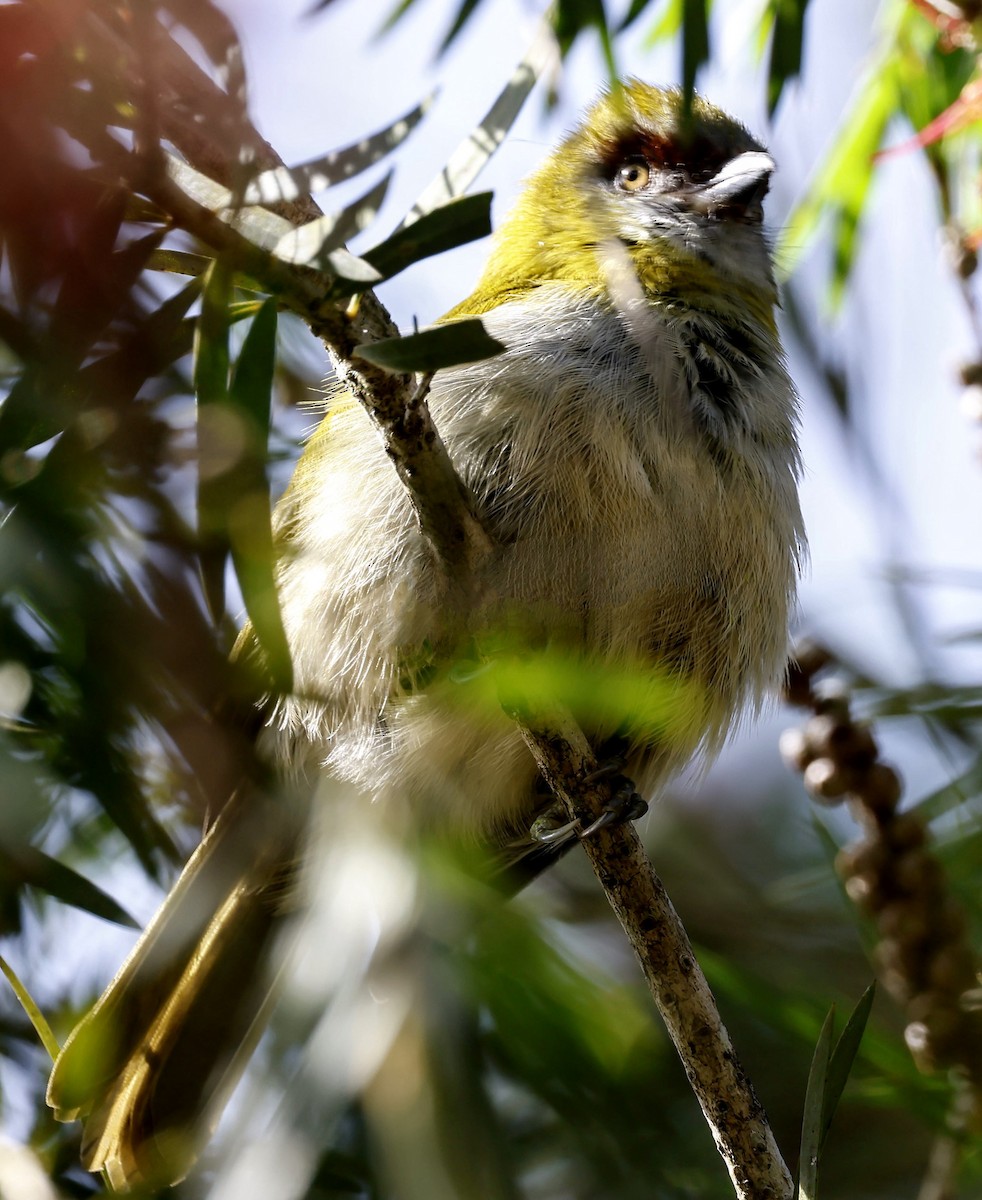 Kara Gagalı Koca Vireo - ML646883324