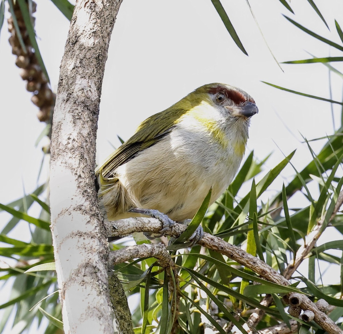 Kara Gagalı Koca Vireo - ML646883325