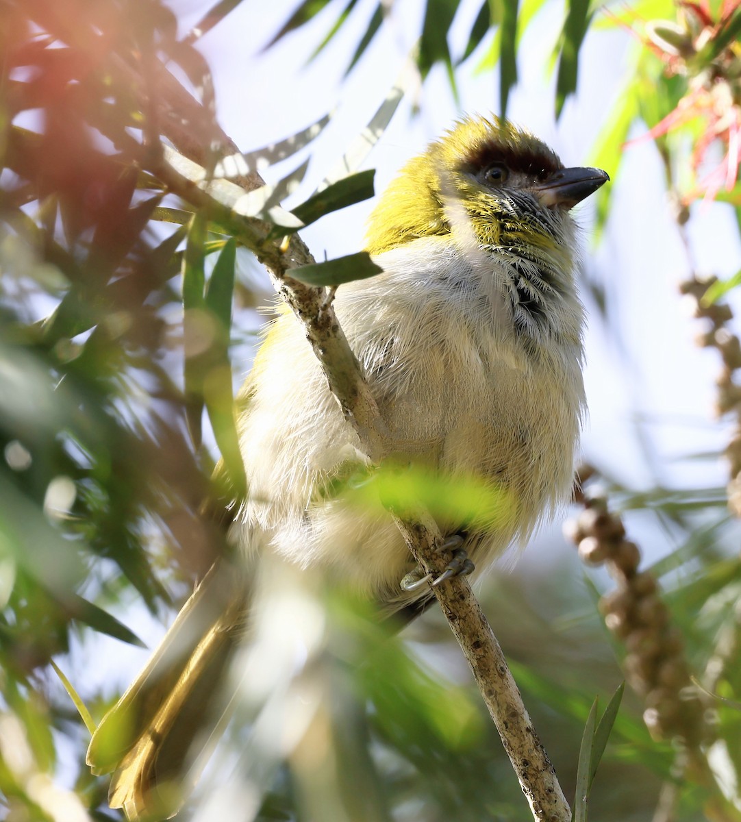 Kara Gagalı Koca Vireo - ML646883326