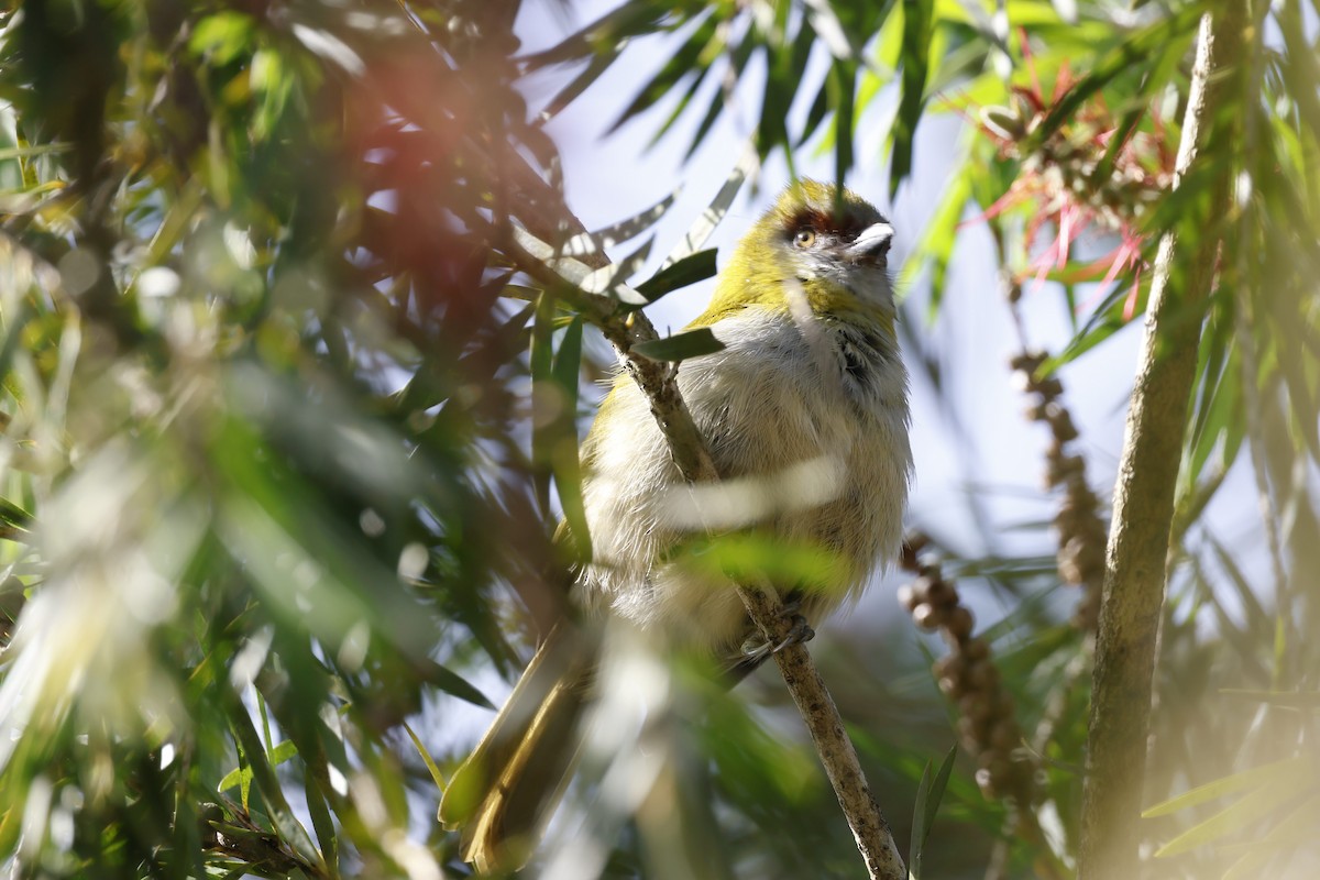 Kara Gagalı Koca Vireo - ML646883327