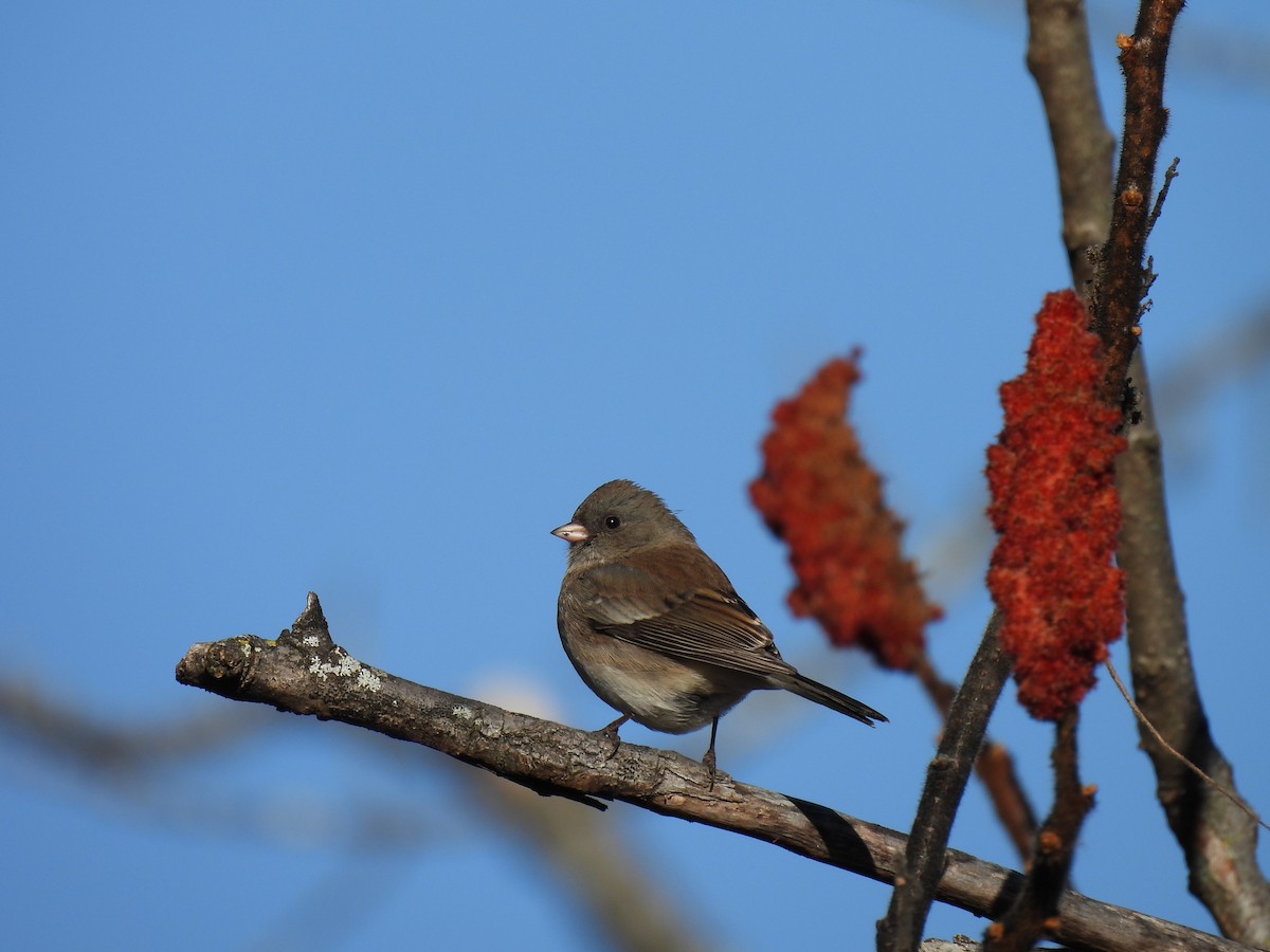 Dark-eyed Junco - ML646883328