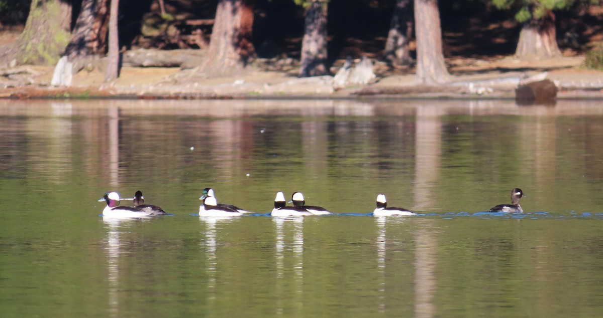 Porrón Albeola - ML646883330