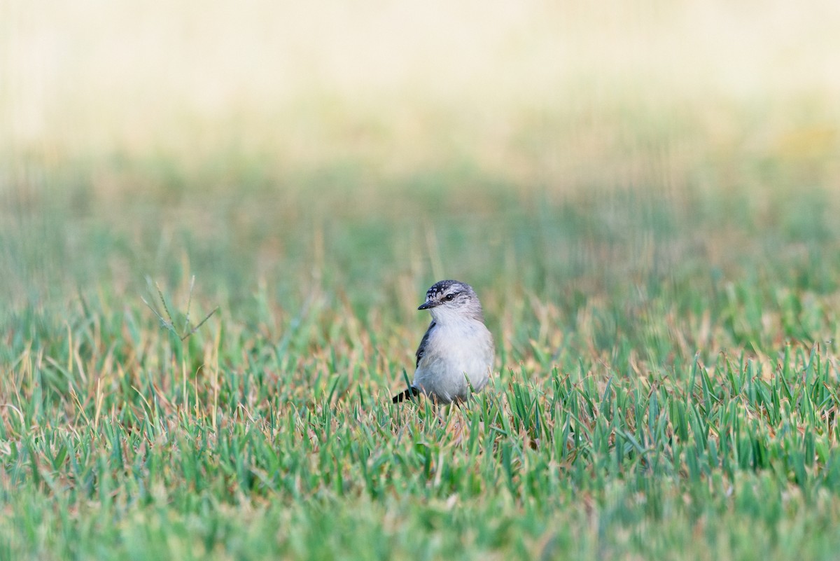 Gelbbürzel-Dornschnabel - ML646883331