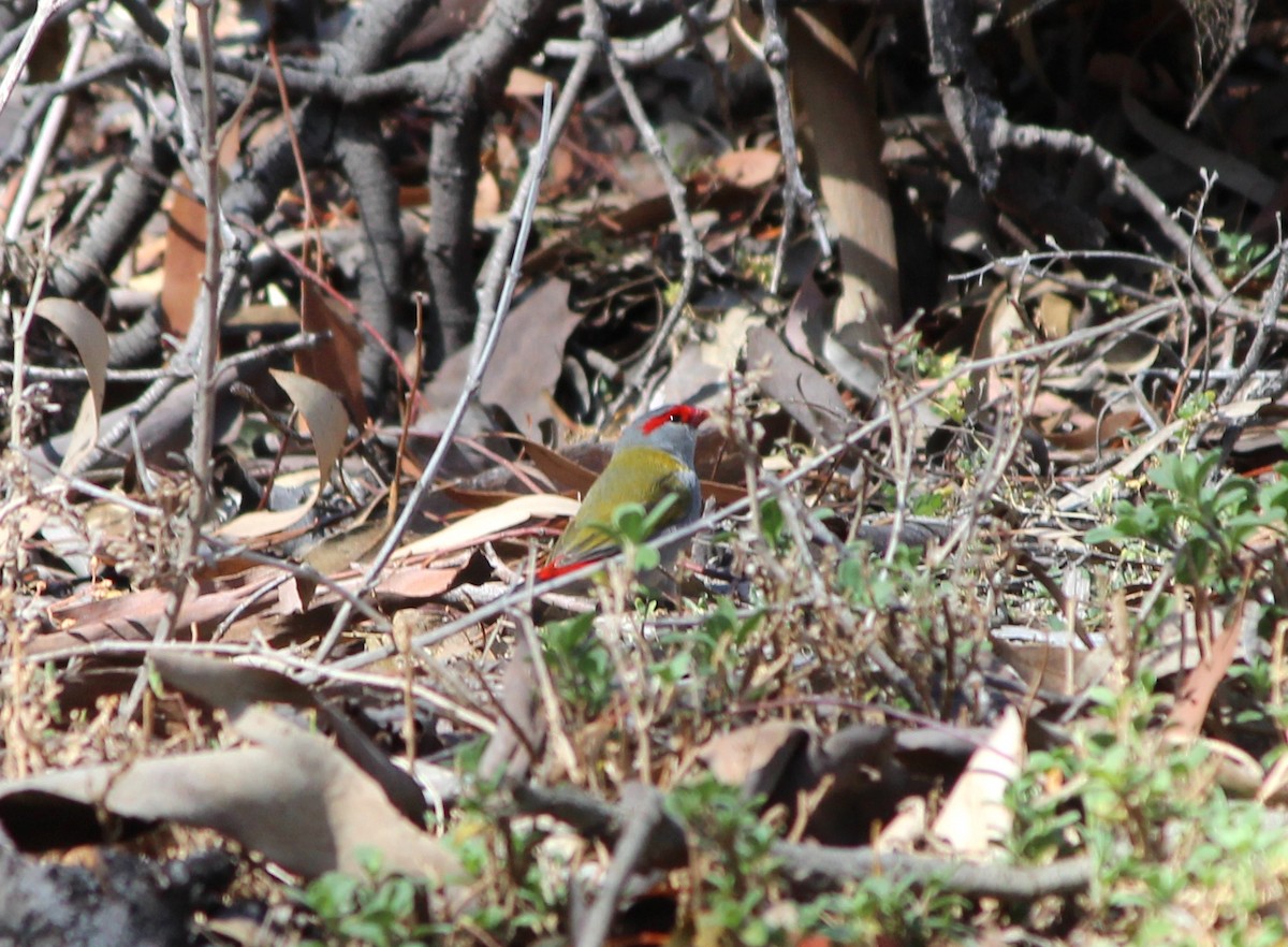 Red-browed Firetail - ML646883332