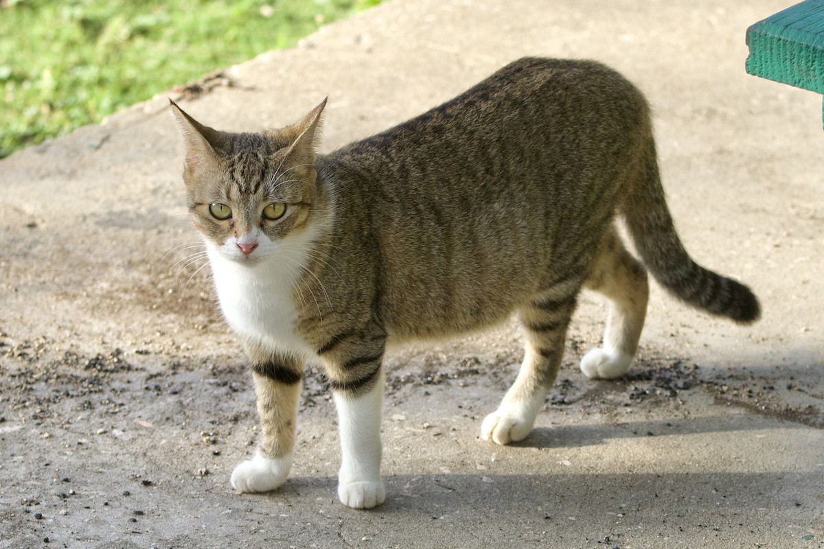 Domestic Cat - ML646883335