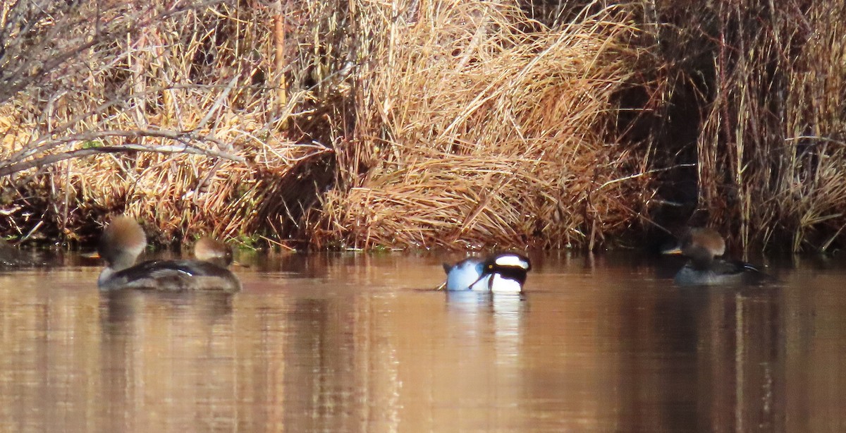 Serreta Capuchona - ML646883336