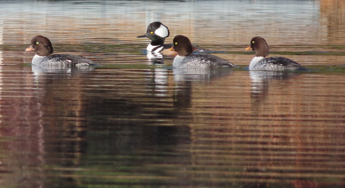 Serreta Capuchona - ML646883337