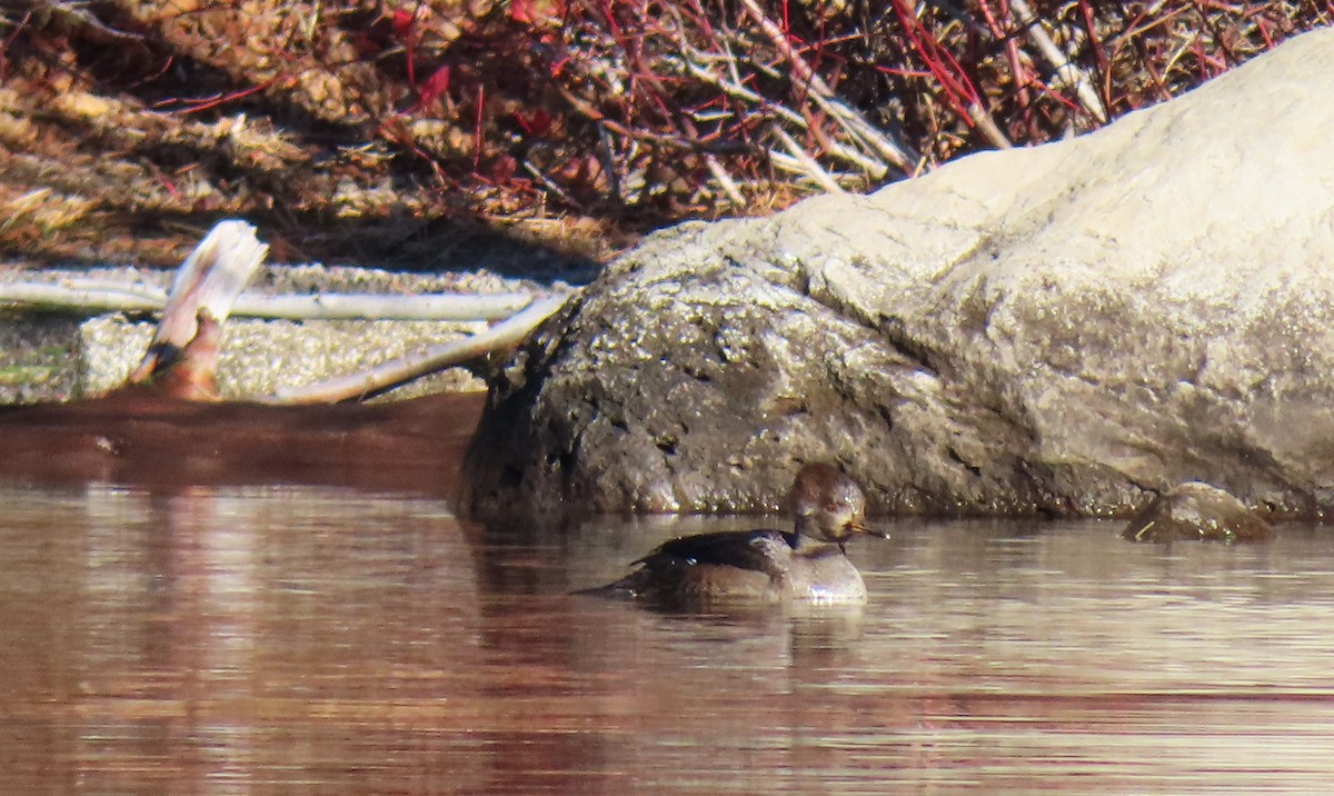 Serreta Capuchona - ML646883338