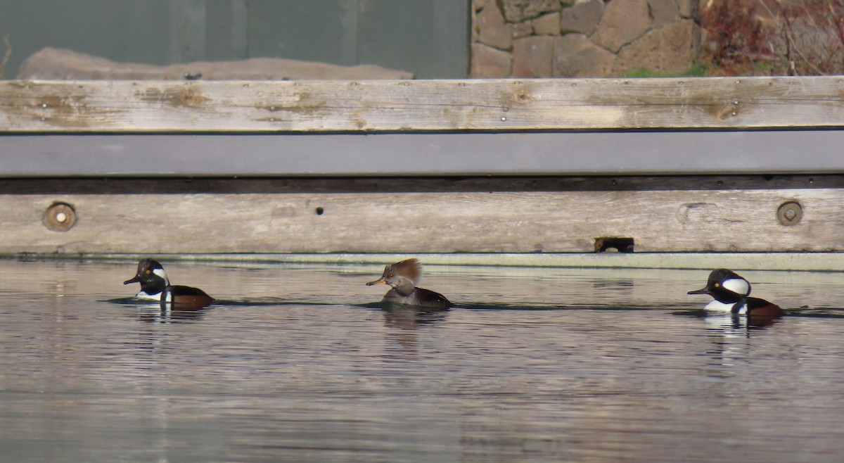 Serreta Capuchona - ML646883339