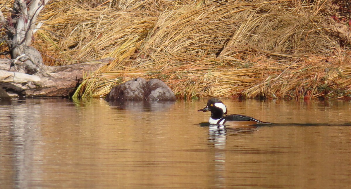Serreta Capuchona - ML646883340