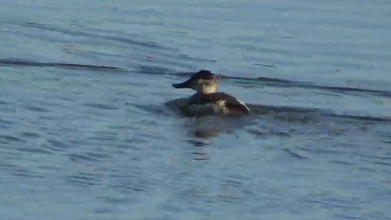 Савка американська - ML646883348