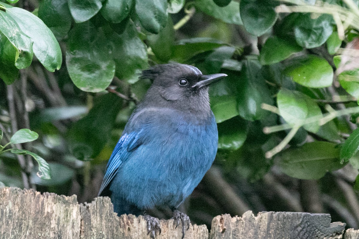 Steller's Jay - ML646883349