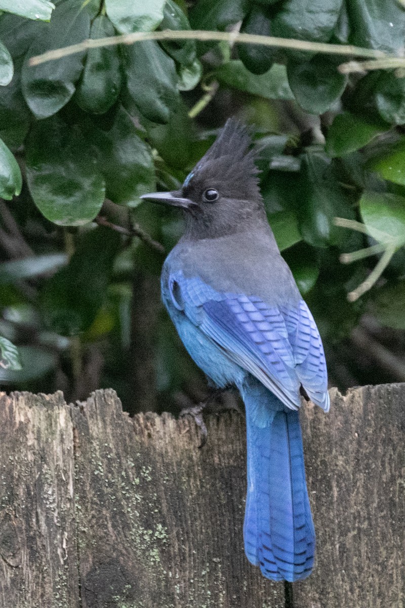 Steller's Jay - ML646883350