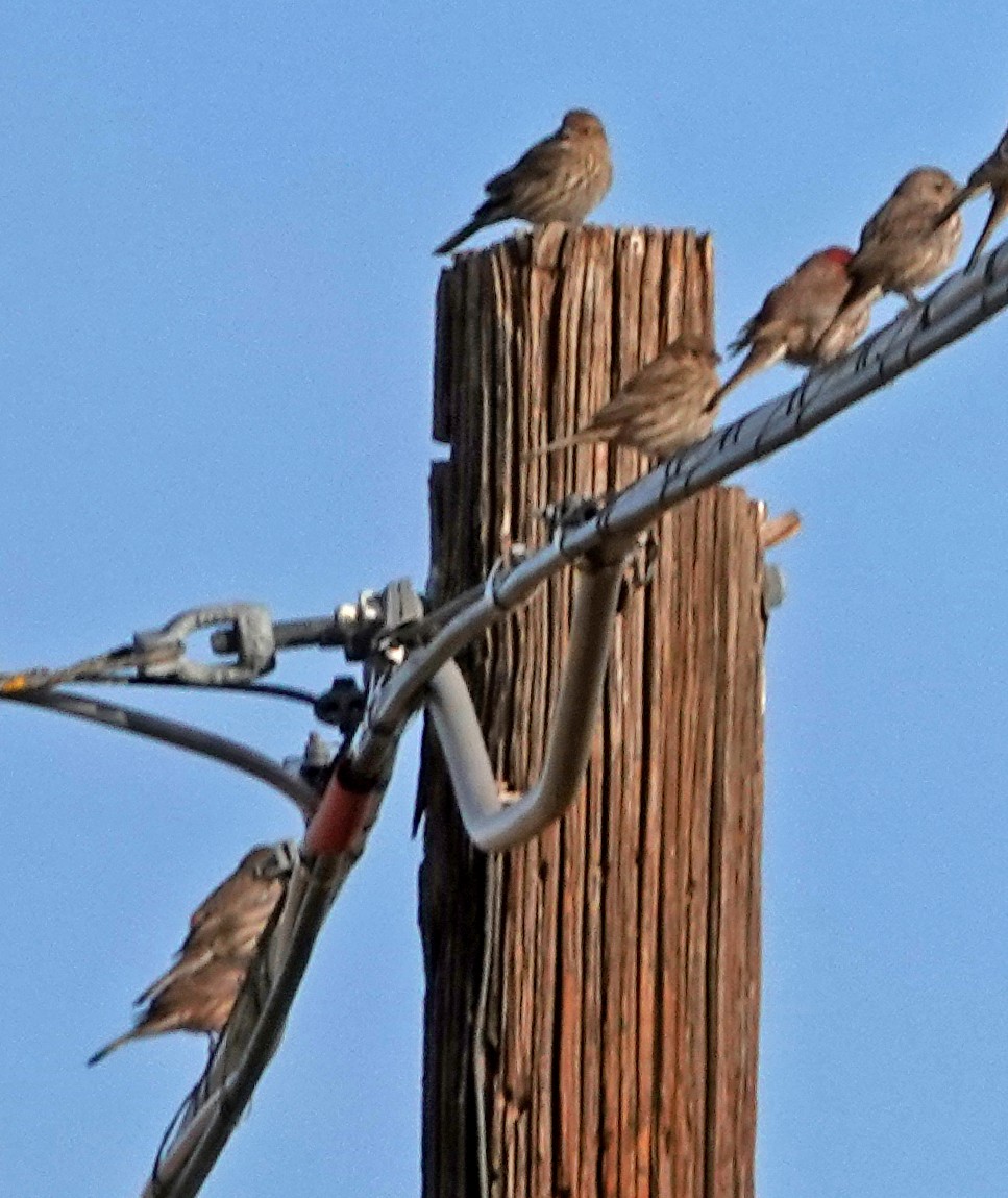 House Finch - ML646883353