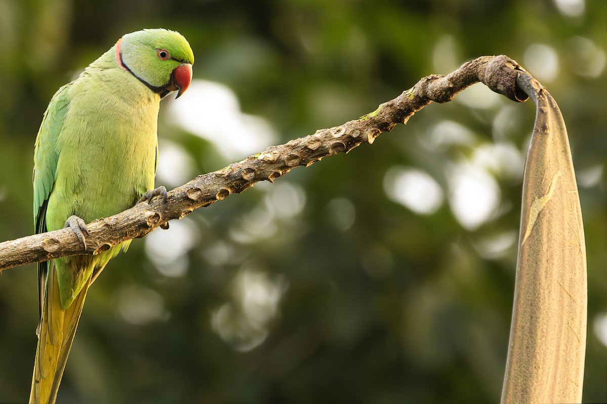 Rose-ringed Parakeet - ML646883354
