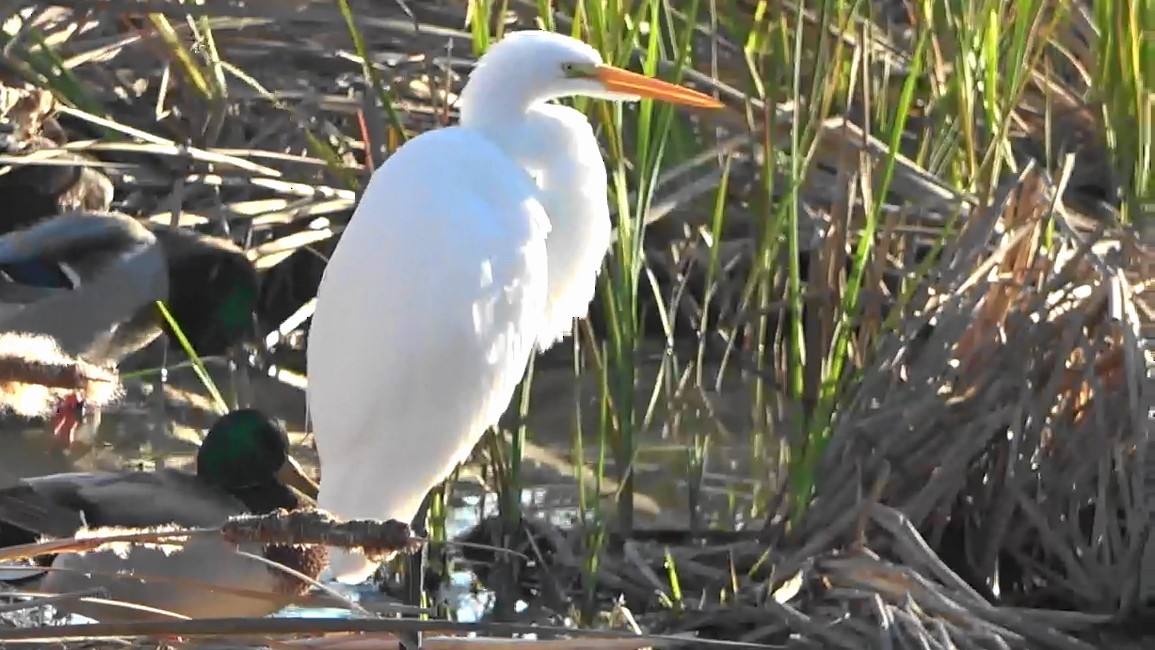 Great Egret - ML646883355