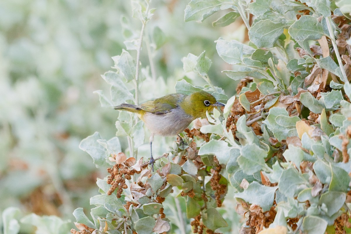 Graumantel-Brillenvogel - ML646883359