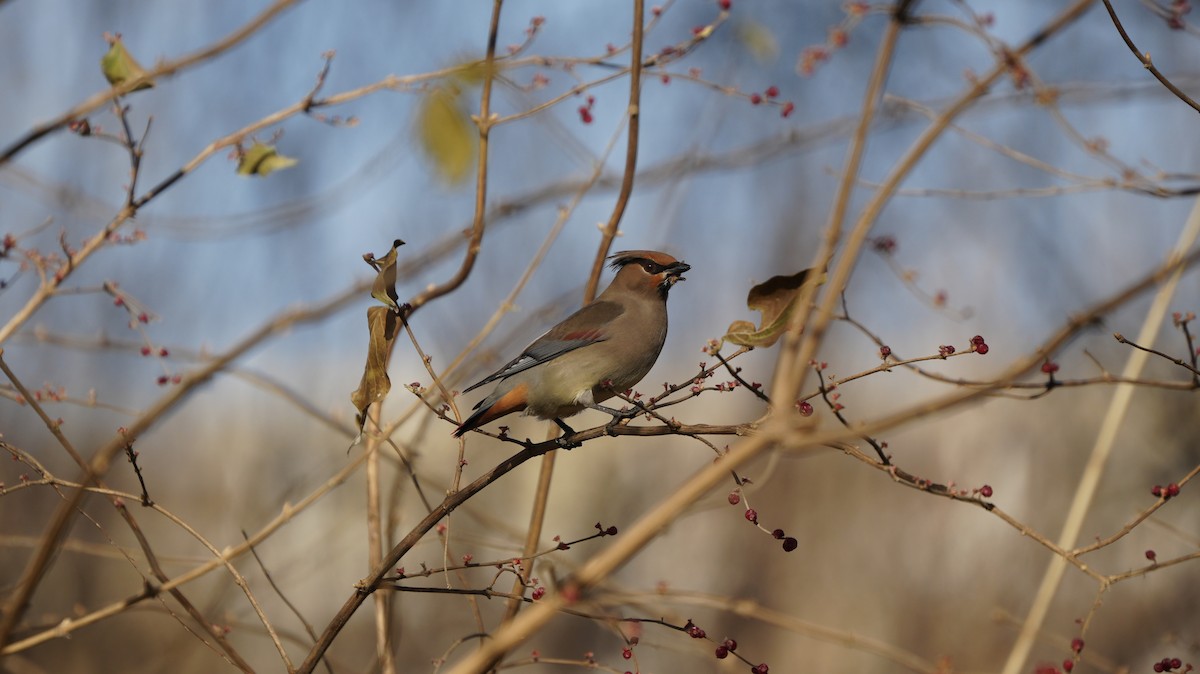 Japanese Waxwing - ML646883362