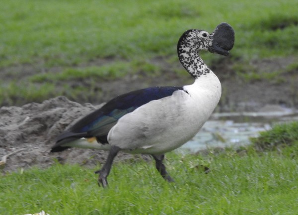 Pato Crestudo Afroasiático - ML646883370