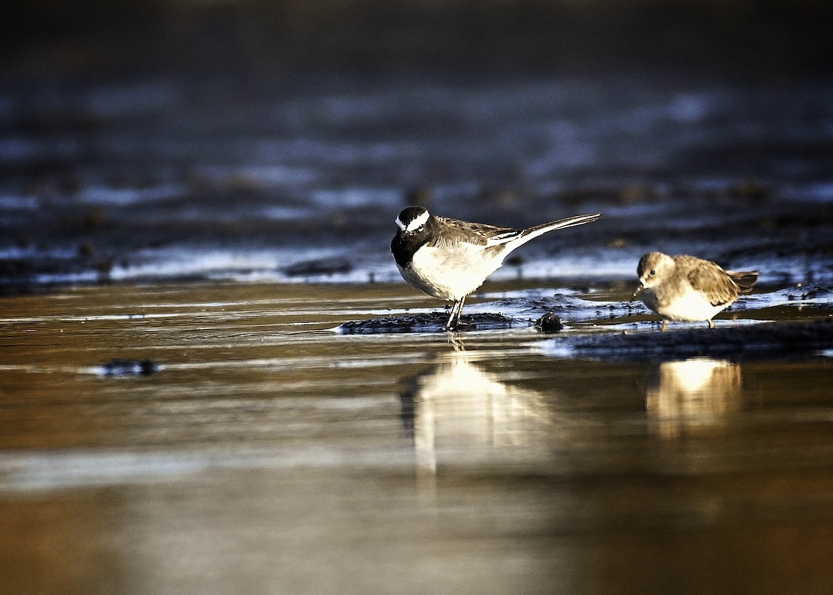 White-browed Wagtail - ML646883371