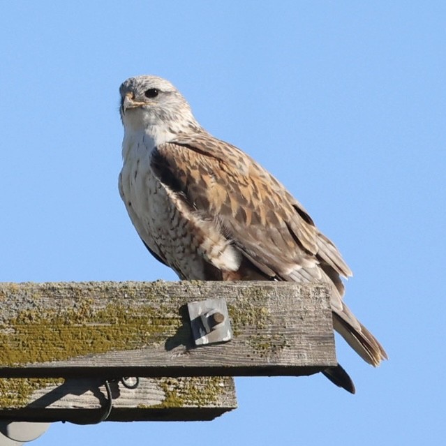 Ferruginous Hawk - ML646883385