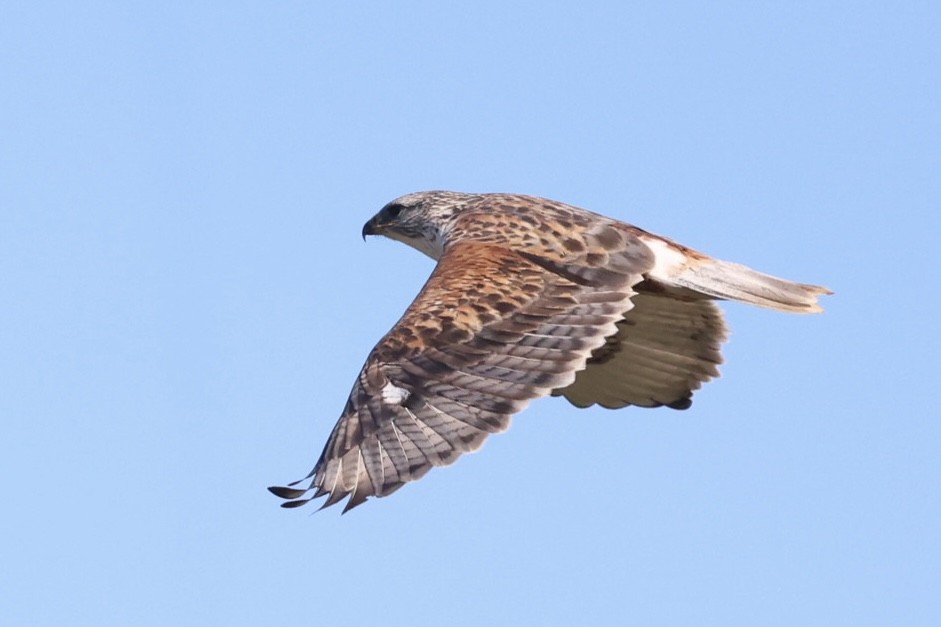 Ferruginous Hawk - ML646883386