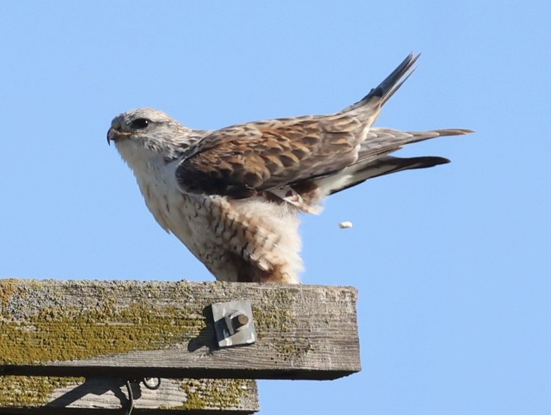 Ferruginous Hawk - ML646883387