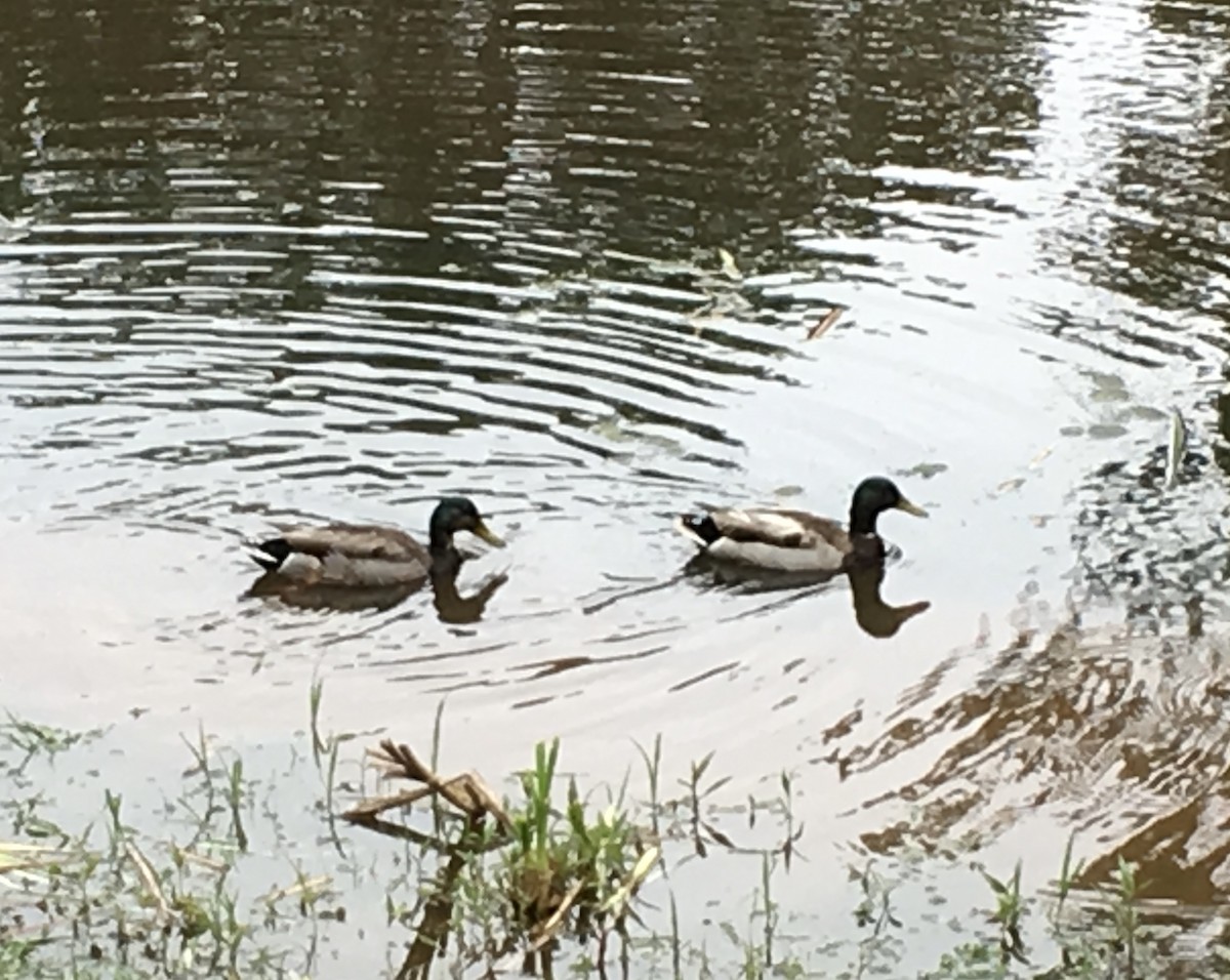 stokkand - ML646883388