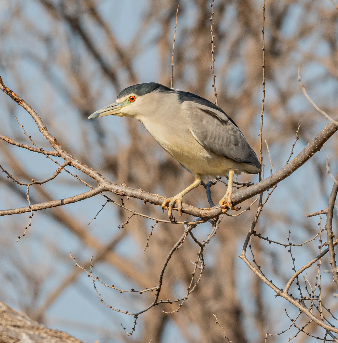 Квак звичайний - ML646883396