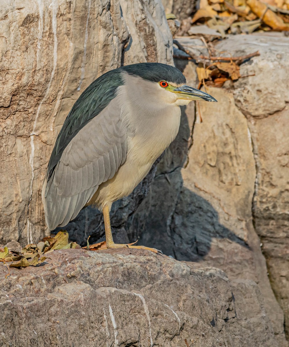 Квак звичайний - ML646883397