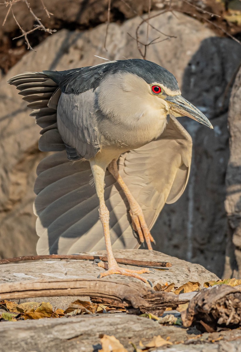 Квак звичайний - ML646883398