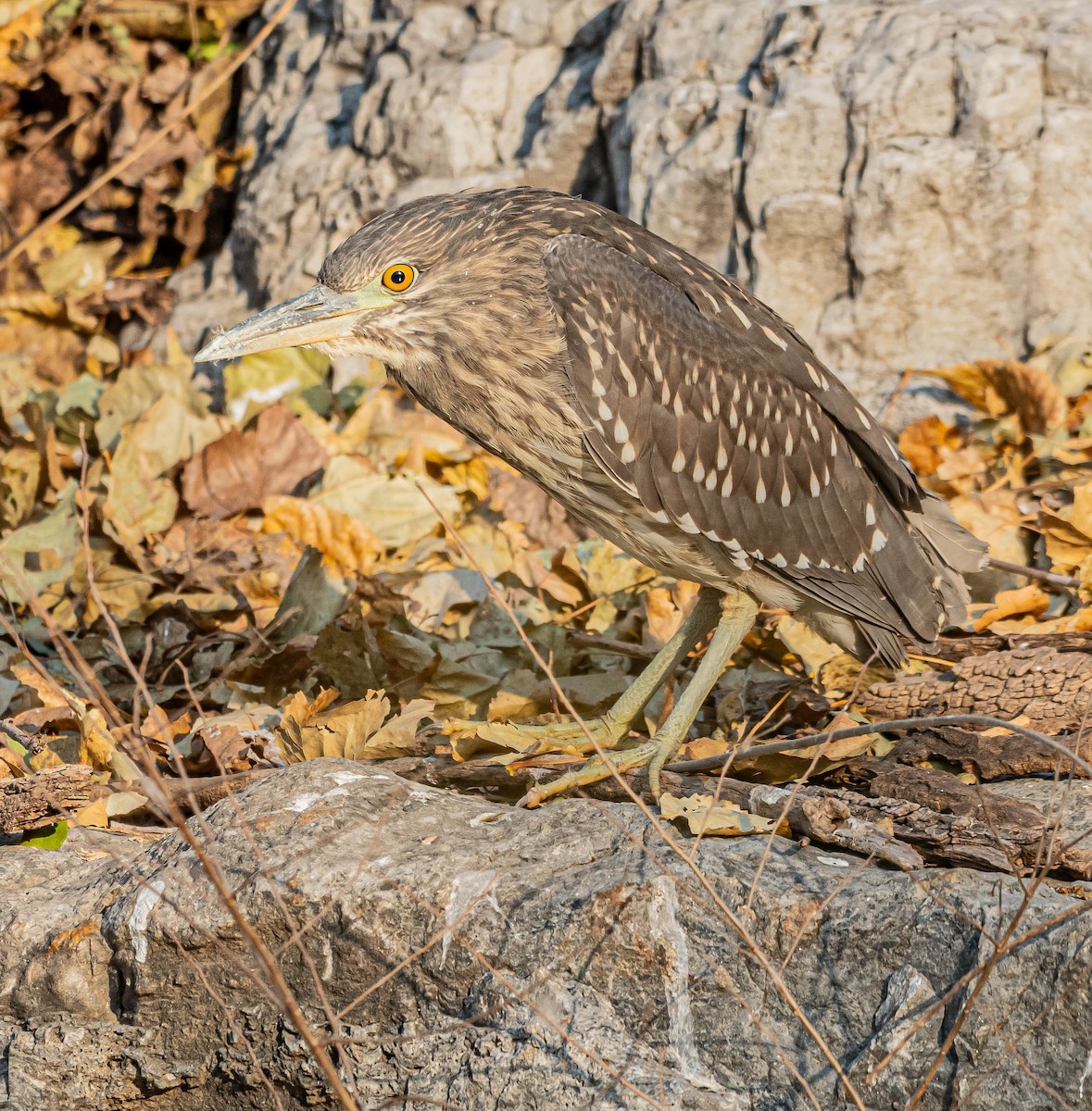 Квак звичайний - ML646883399