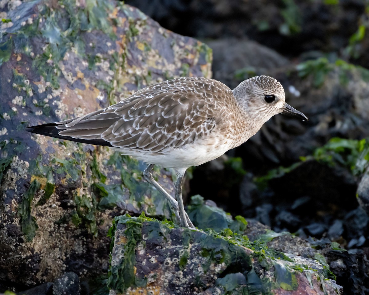 Black-bellied Plover - ML646883400