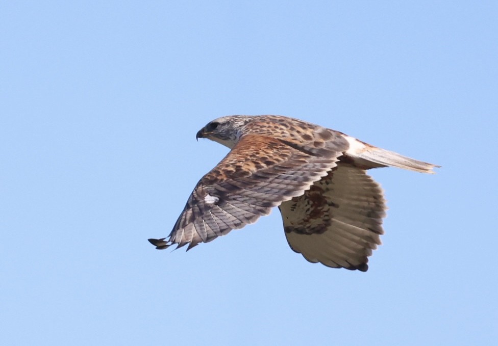 Ferruginous Hawk - ML646883401