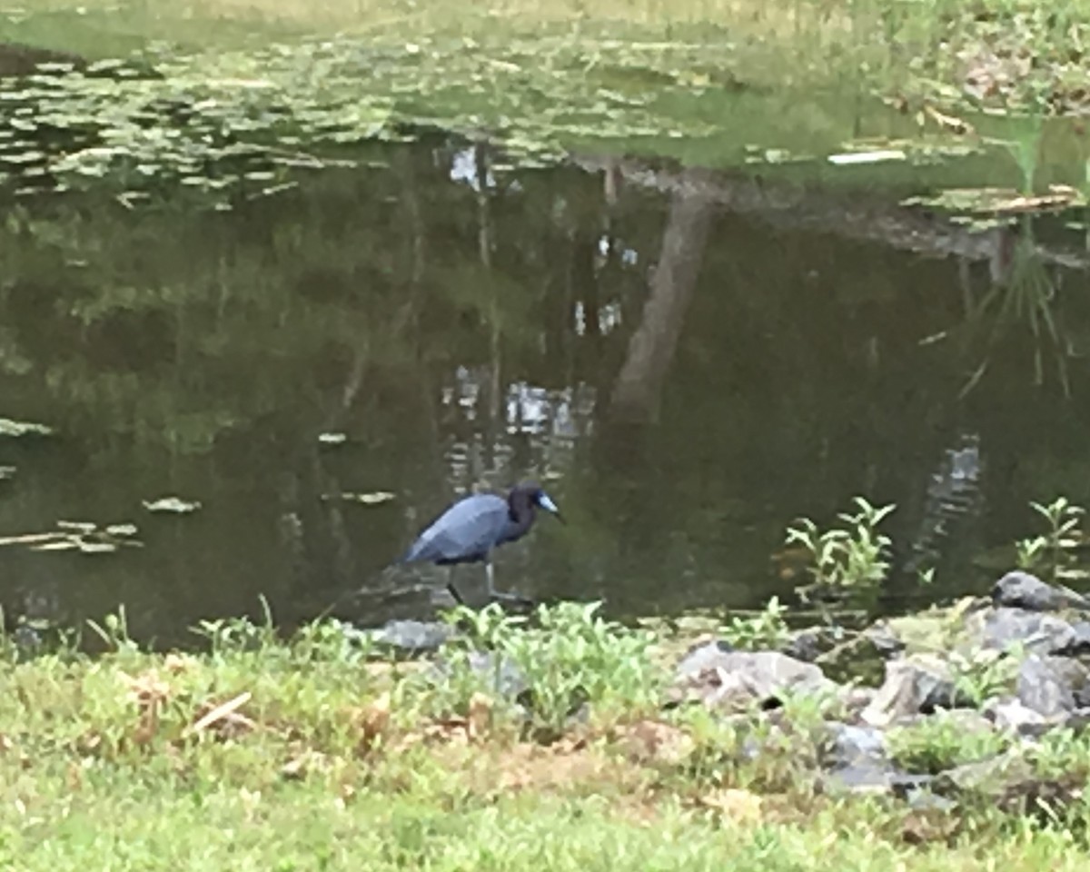 Little Blue Heron - ML646883402