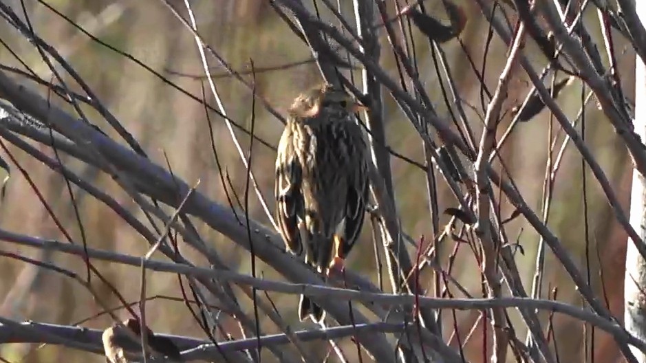 Savannah Sparrow - ML646883403