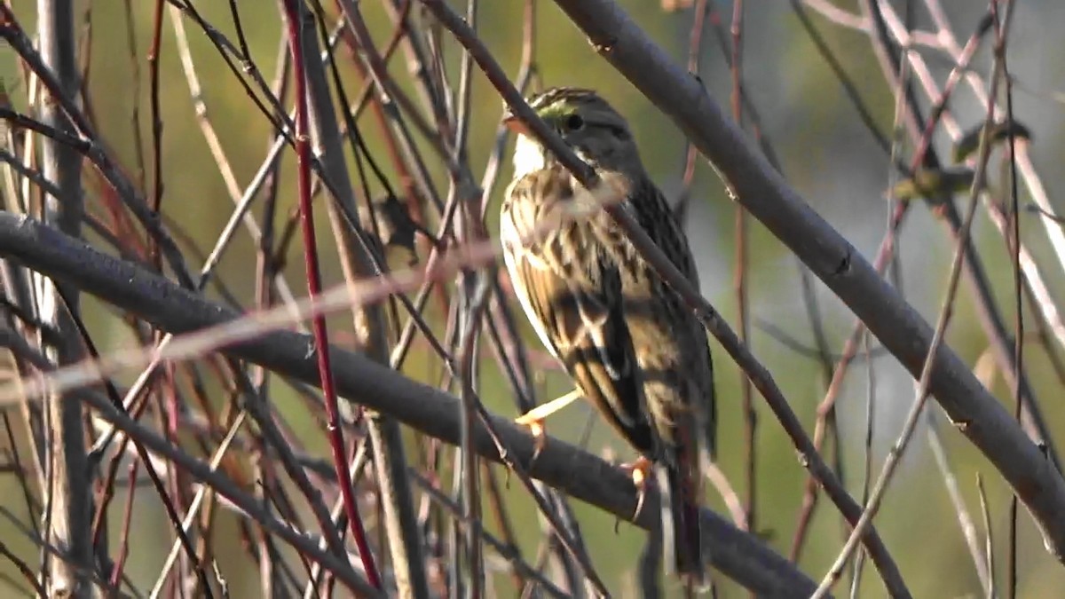 Savannah Sparrow - ML646883404