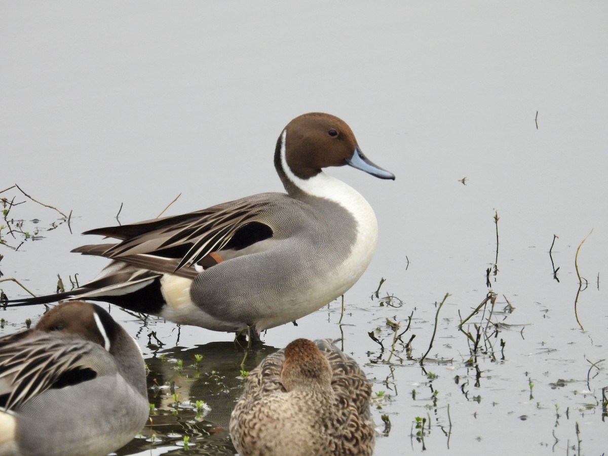 Northern Pintail - ML646883405