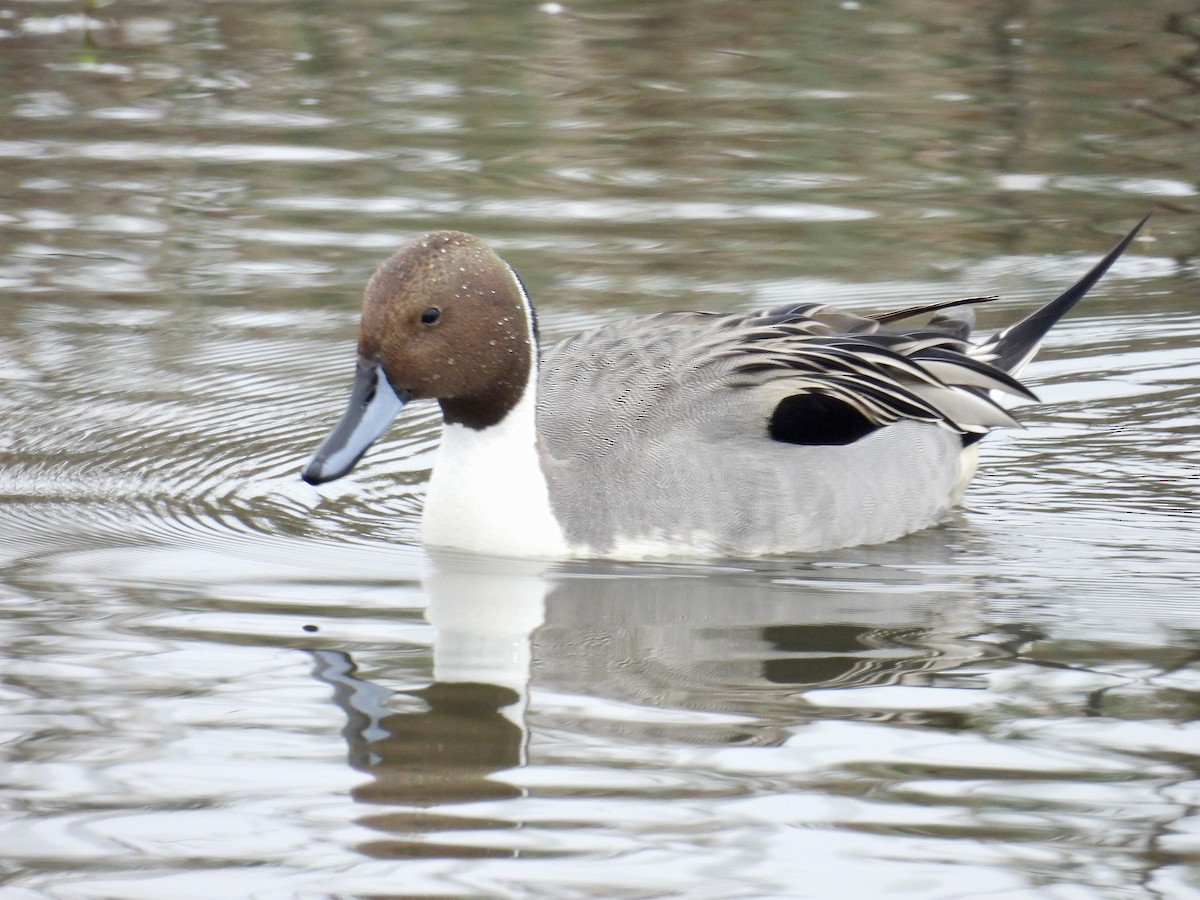 Northern Pintail - ML646883406