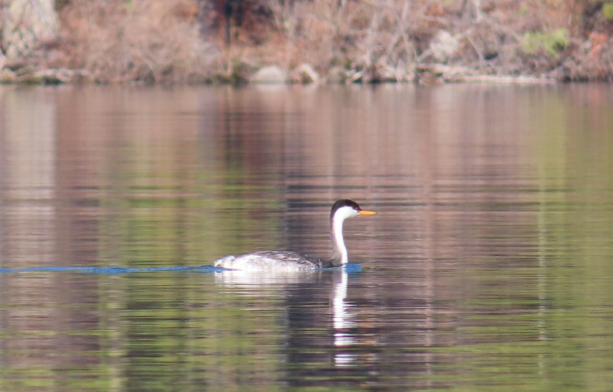 Western Grebe - ML646883408