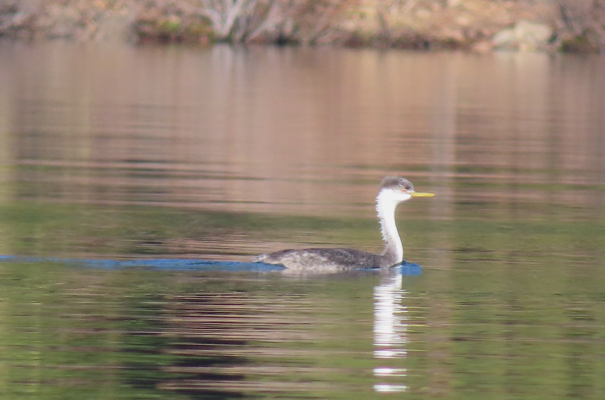 Western Grebe - ML646883409